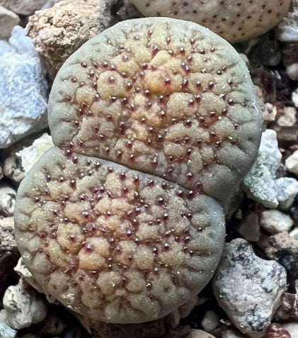Lithops verruculosa v. verruculosa C159 seeds