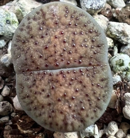 Lithops verruculosa v. verruculosa C159 seeds