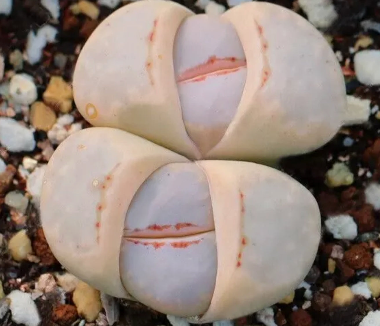 Lithops Julii ssp. julii (Reticulate Pattern, Hot Lips) C63 seeds