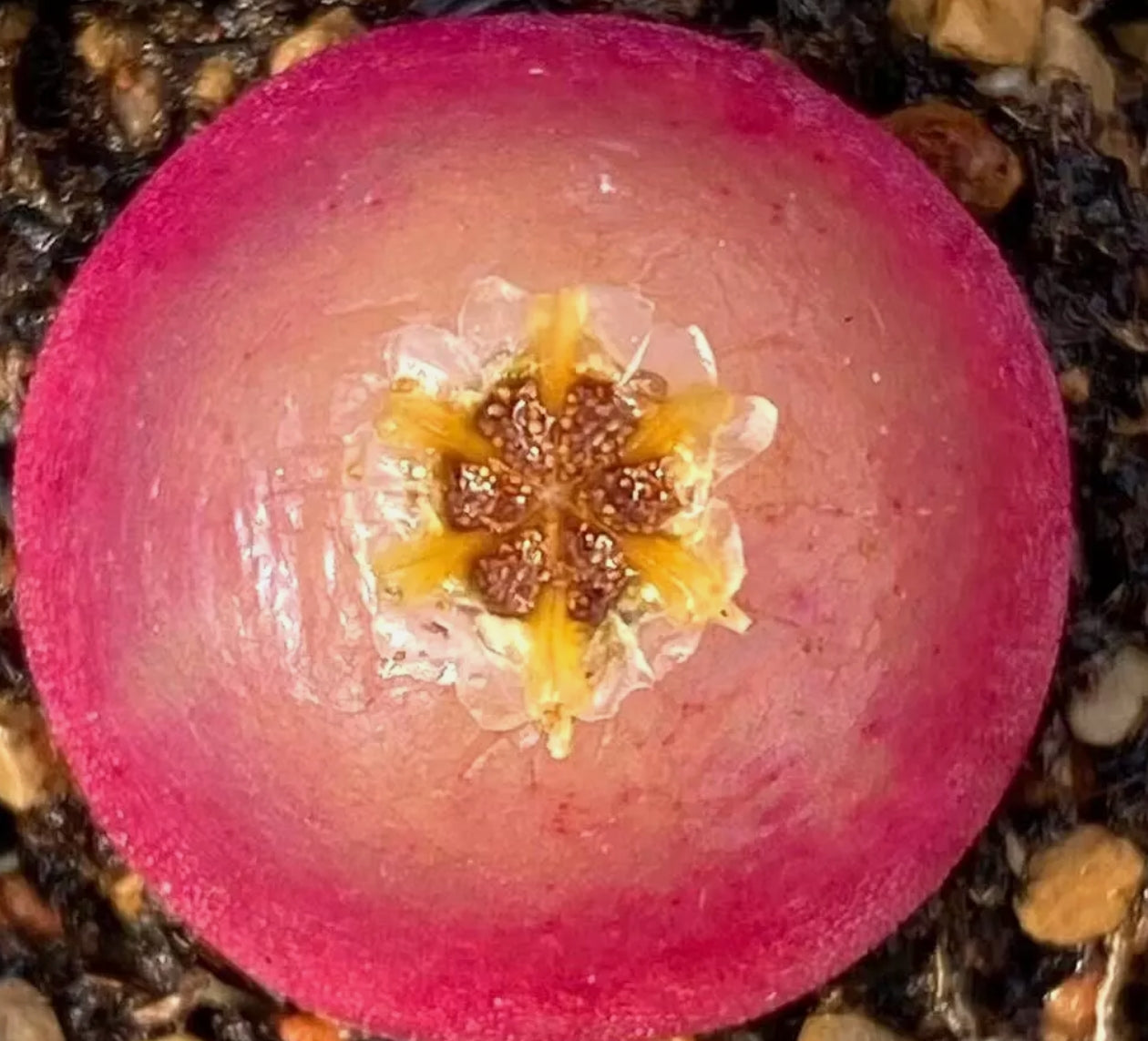 Conophytum Burgeri ex Mesa seeds