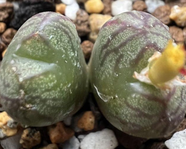 Conophytum Mabel's Milkman seeds