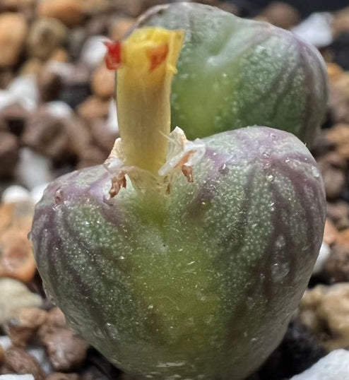 Conophytum Mabel's Milkman seeds
