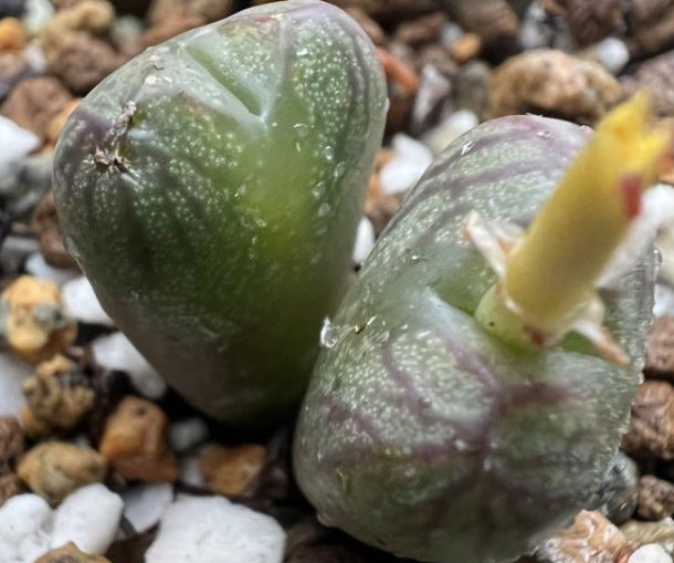 Conophytum Mabel's Milkman seeds