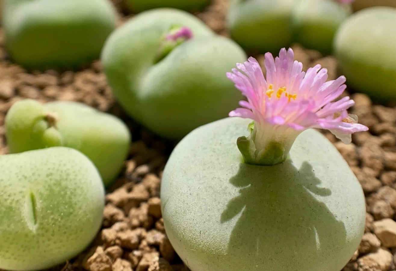 Conophytum Subfenstratum seeds