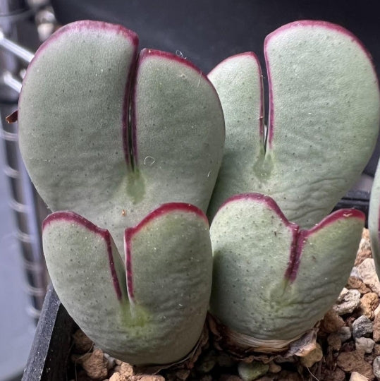 Conophytum bilobum cv."Benikosode" seeds