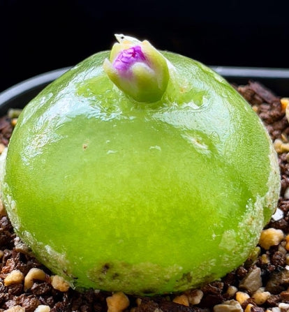 Conophytum marginatum ssp. littlewoodii ARM714B seeds