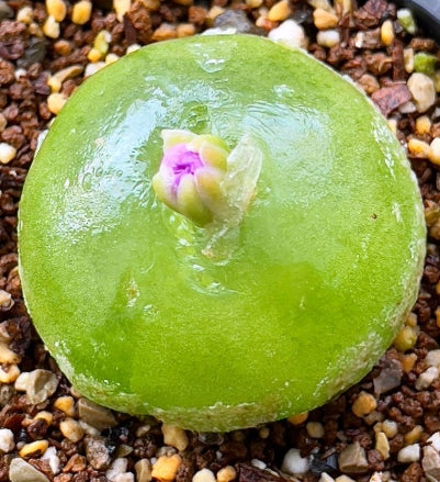 Conophytum marginatum ssp. littlewoodii ARM714B seeds