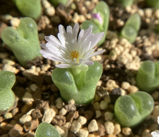 Conophytum devium ssp stiriiferum B+H2298 Geelberg seeds