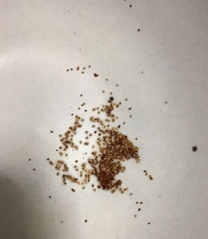 Conophytum limpidum seeds
