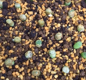 Conophytum devium ssp stiriiferum B+H2298 Geelberg seeds