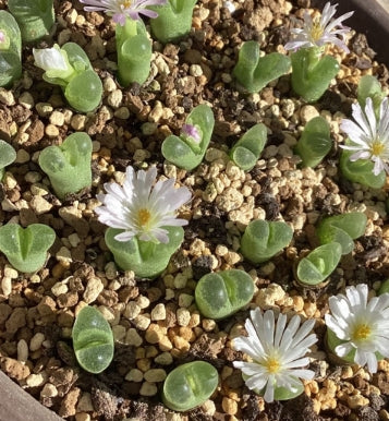 Conophytum devium ssp stiriiferum B+H2298 Geelberg seeds