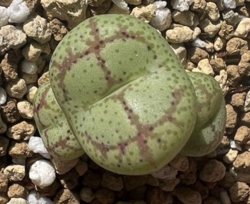 Conophytum ficiforme ‘monkey mask’ seeds