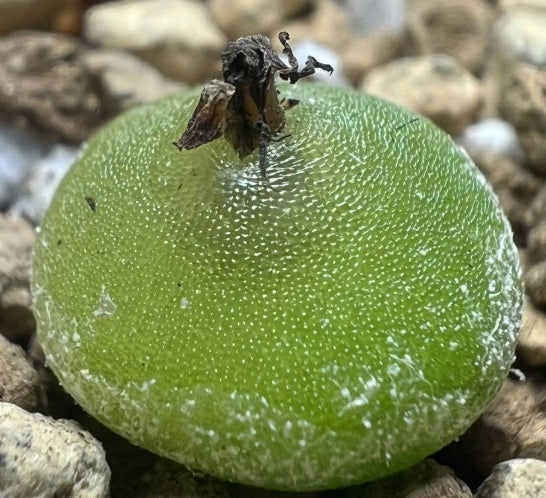 Conophytum hammeri seeds