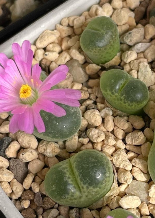 Conophytum limpidum seeds