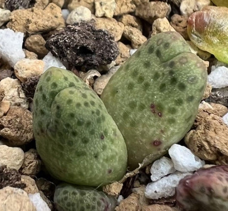 Conophytum marginatum Var Karamoepense aggeneys seeds