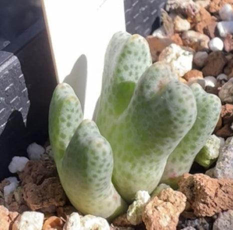 Conophytum marginatum ssp. littlewoodii ARM714B seeds