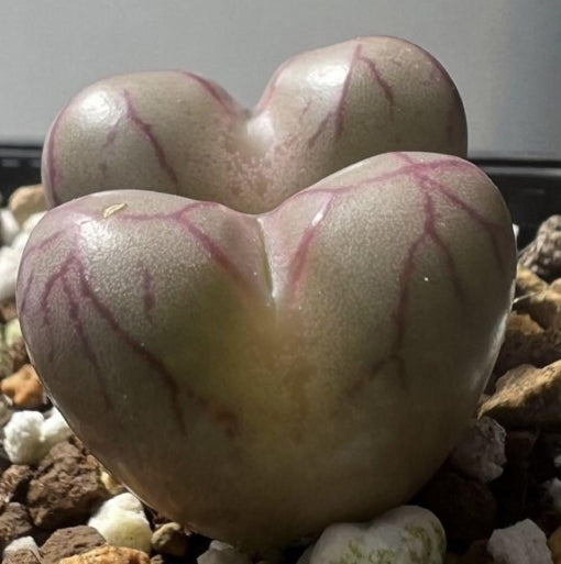 Conophytum marnierianum S.Hammer seeds