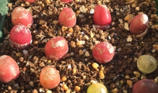 Conophytum maughanii red latum seeds