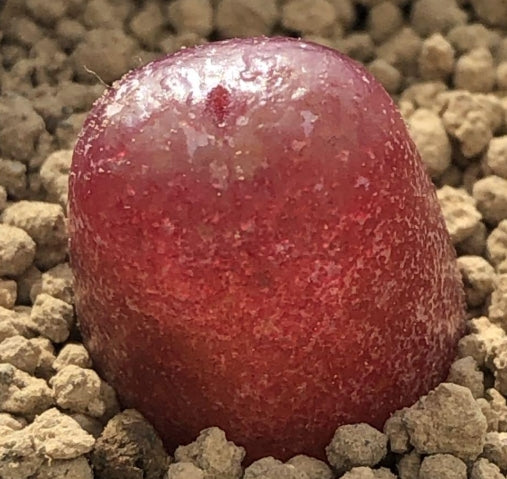 Conophytum maughanii seeds