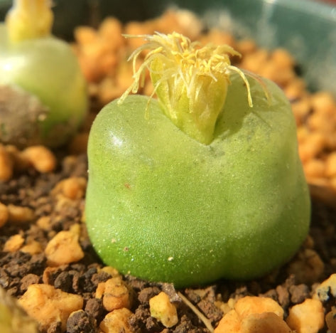 Conophytum maughanii ssp. latum SB1495 Jakkalswater, pale dwarf form seeds