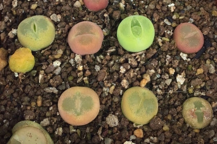 Conophytum maughanii ssp. latum SB1495 Jakkalswater, pale dwarf form seeds