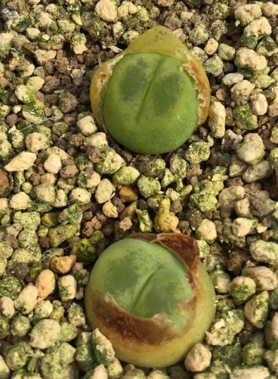 Conophytum maughanii ssp. latum SB1495 Jakkalswater, pale dwarf form seeds