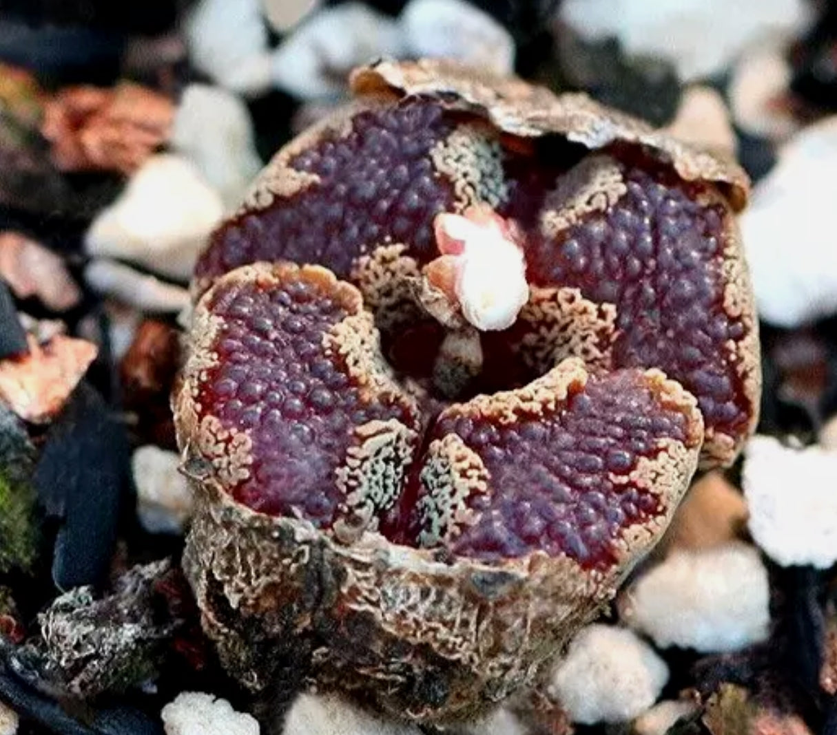Conophytum pellucidum var terricolor seeds