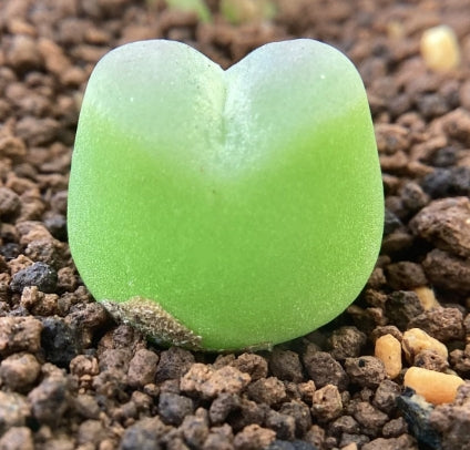 Conophytum ratum seeds
