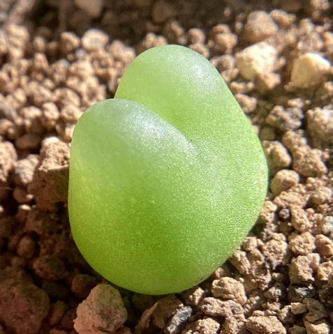 Conophytum ratum seeds