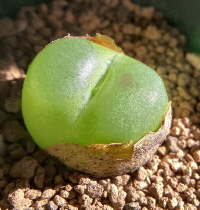 Conophytum ratum seeds