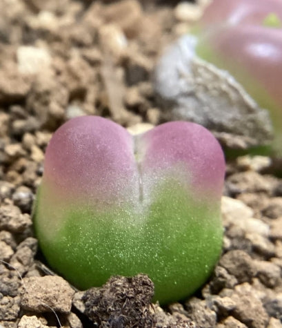 Conophytum ratum seeds
