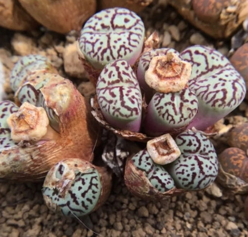 Conophytum wittebergense seeds