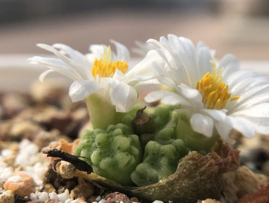 Conophytum youngii aff. SW Garies seeds