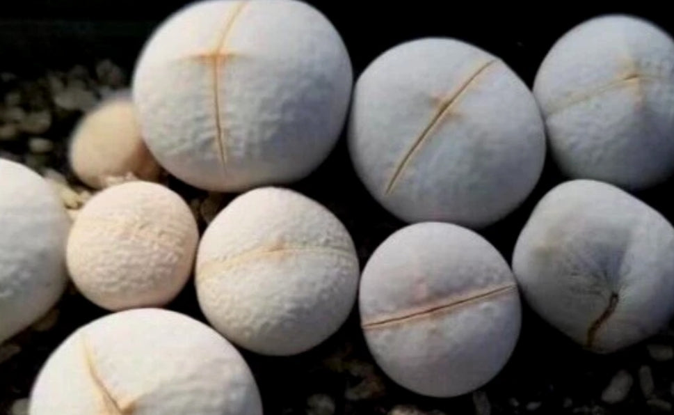 Lithops Dinteranthus pole evansii ex Mesa seeds