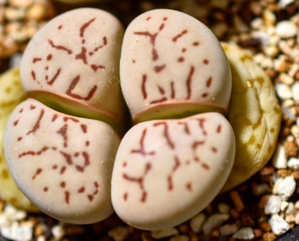 Dinteranthus vanzylii seeds