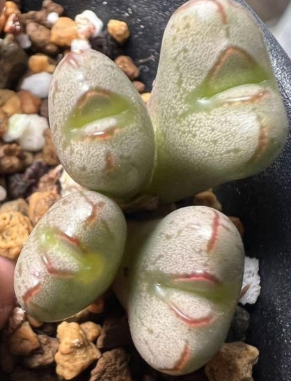 Conophytum marnierianum Enku seeds