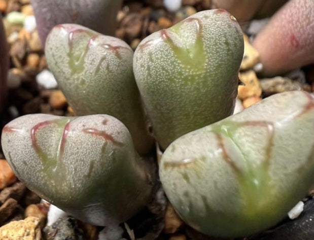 Conophytum marnierianum Enku seeds