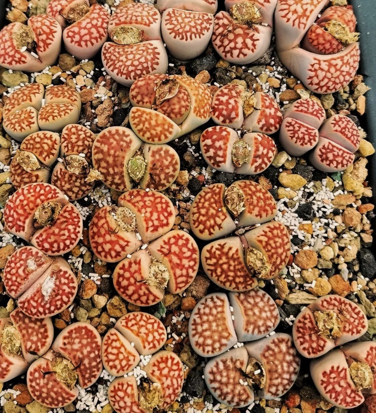 Lithops ssp.julii (Red julii) F109R seeds