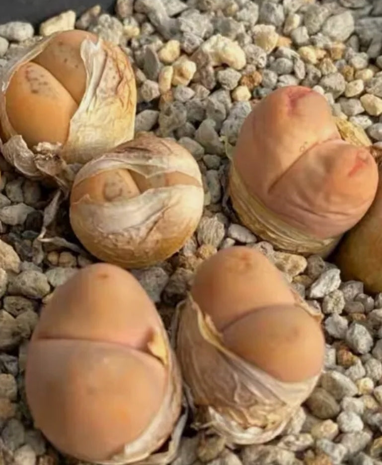 Lithops C388 Stenineckana seeds