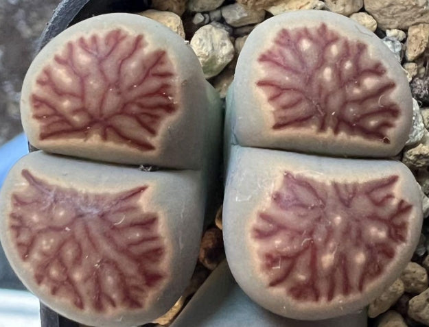 Lithops Chrysanthemum seeds