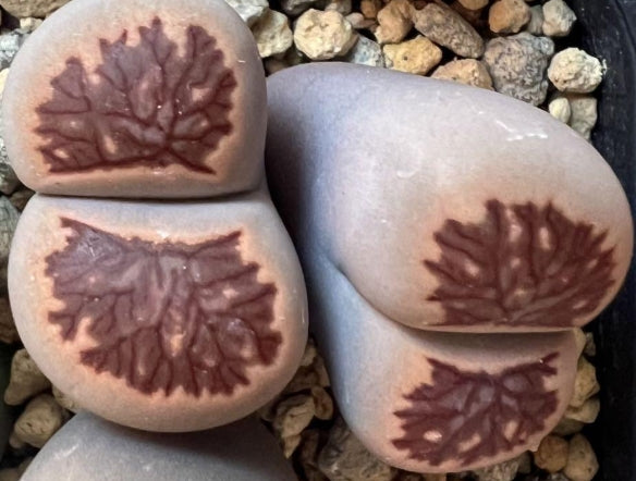 Lithops Chrysanthemum seeds