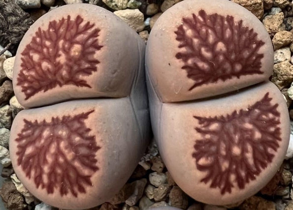 Lithops Chrysanthemum seeds