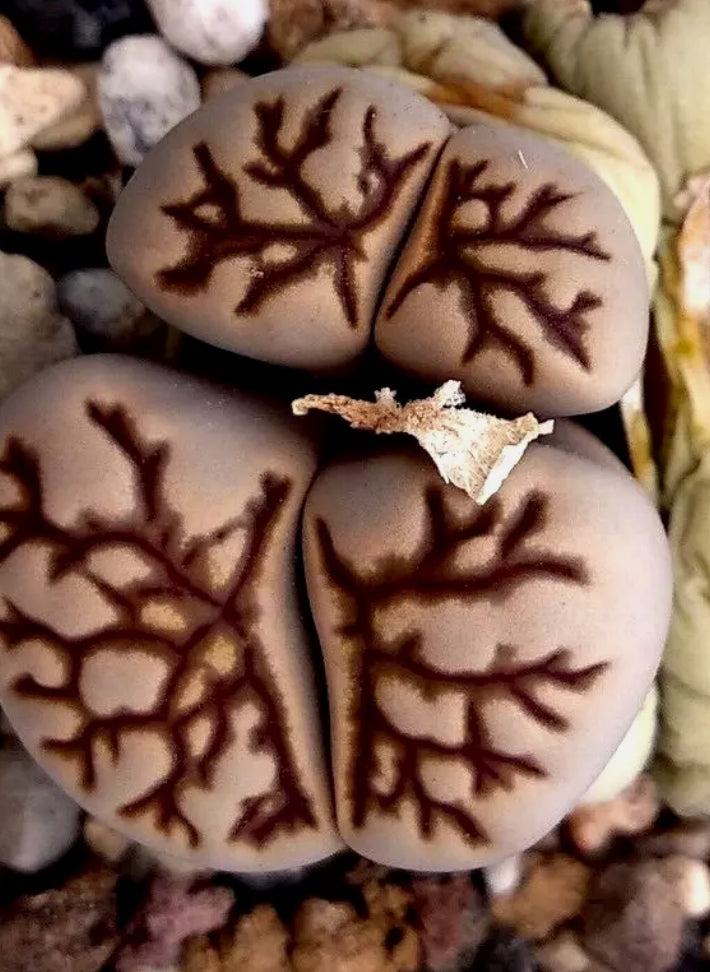 Lithops Fulleri cv. 'Kikukaseki' ex Shimada seeds