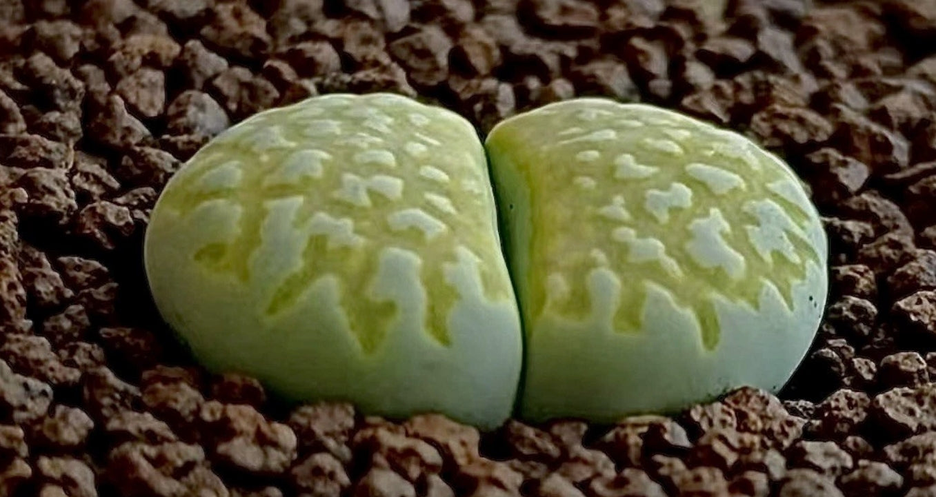Lithops Julii 'Nine Rivers' seeds