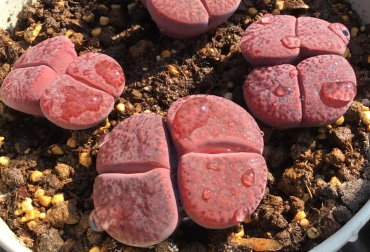 Lithops Lubro Rozeus seeds