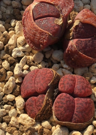 Lithops Lubro Rozeus seeds