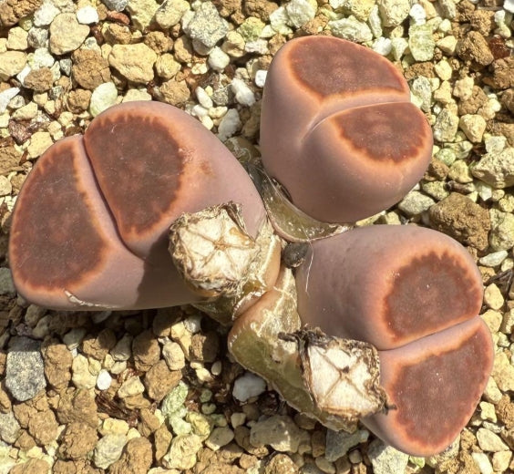 Lithops Mado-Shugengyoku seeds