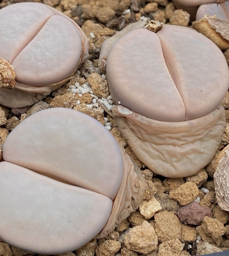 Lithops pseudotruncatella ssp. groendrayensis C244 seeds