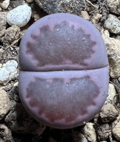 Lithops Purple Roxy seeds