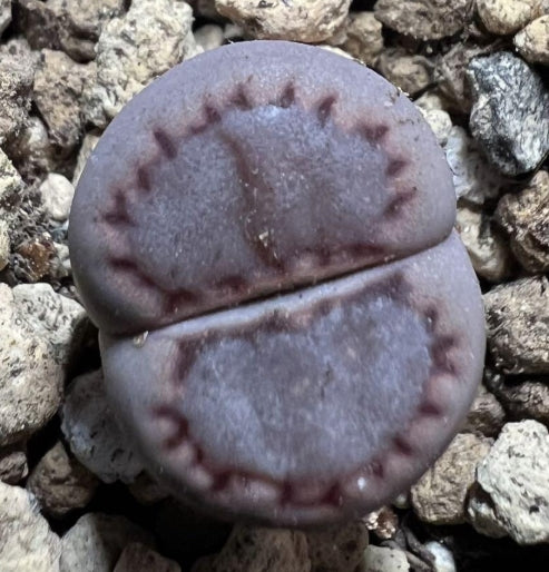 Lithops Purple Roxy seeds